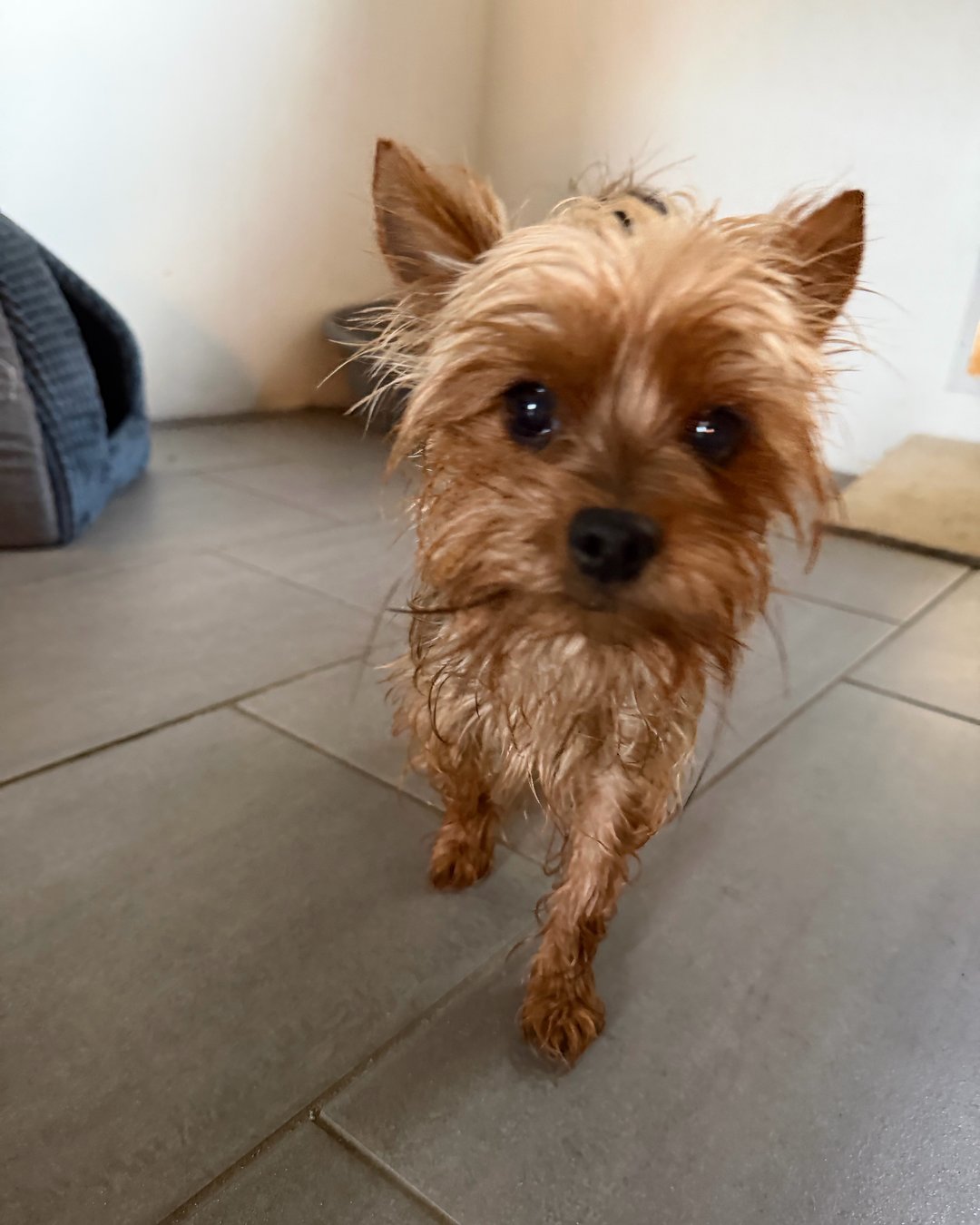 Lille terrier på besøg